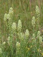 Mignonette Plant Seeds for Planting - 100 Pcs pcs - Dharaseeds