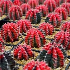 Mihanovichii Plant Seeds for Planting - 100 Pcs pcs - Dharaseeds