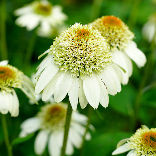 Echinacea Chrysanthemum Flowering Plant Seeds (White)