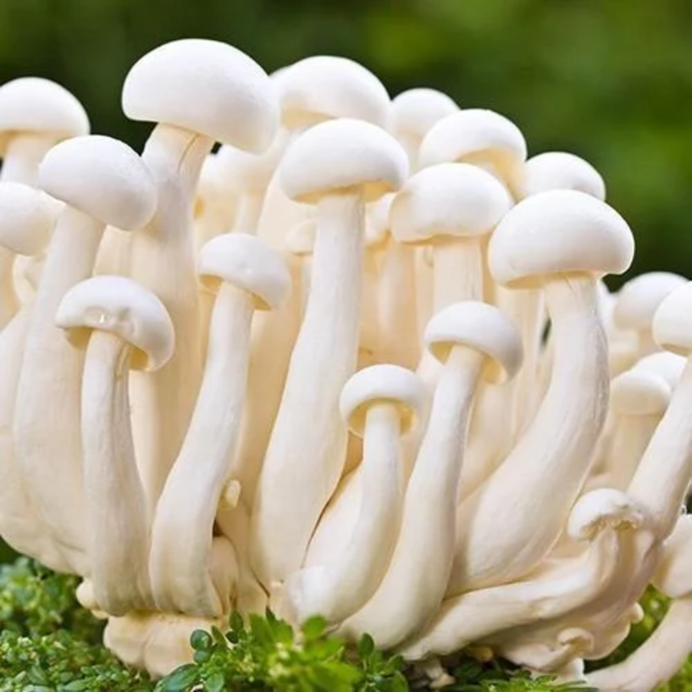 Oyster Mushroom Seeds for Planting