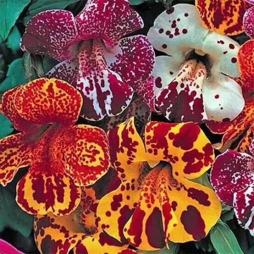 Mimulus Magic Blotch Imported heirloom non-gmo organic garden seeds