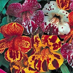 Mimulus Magic Blotch Imported heirloom non-gmo organic garden seeds