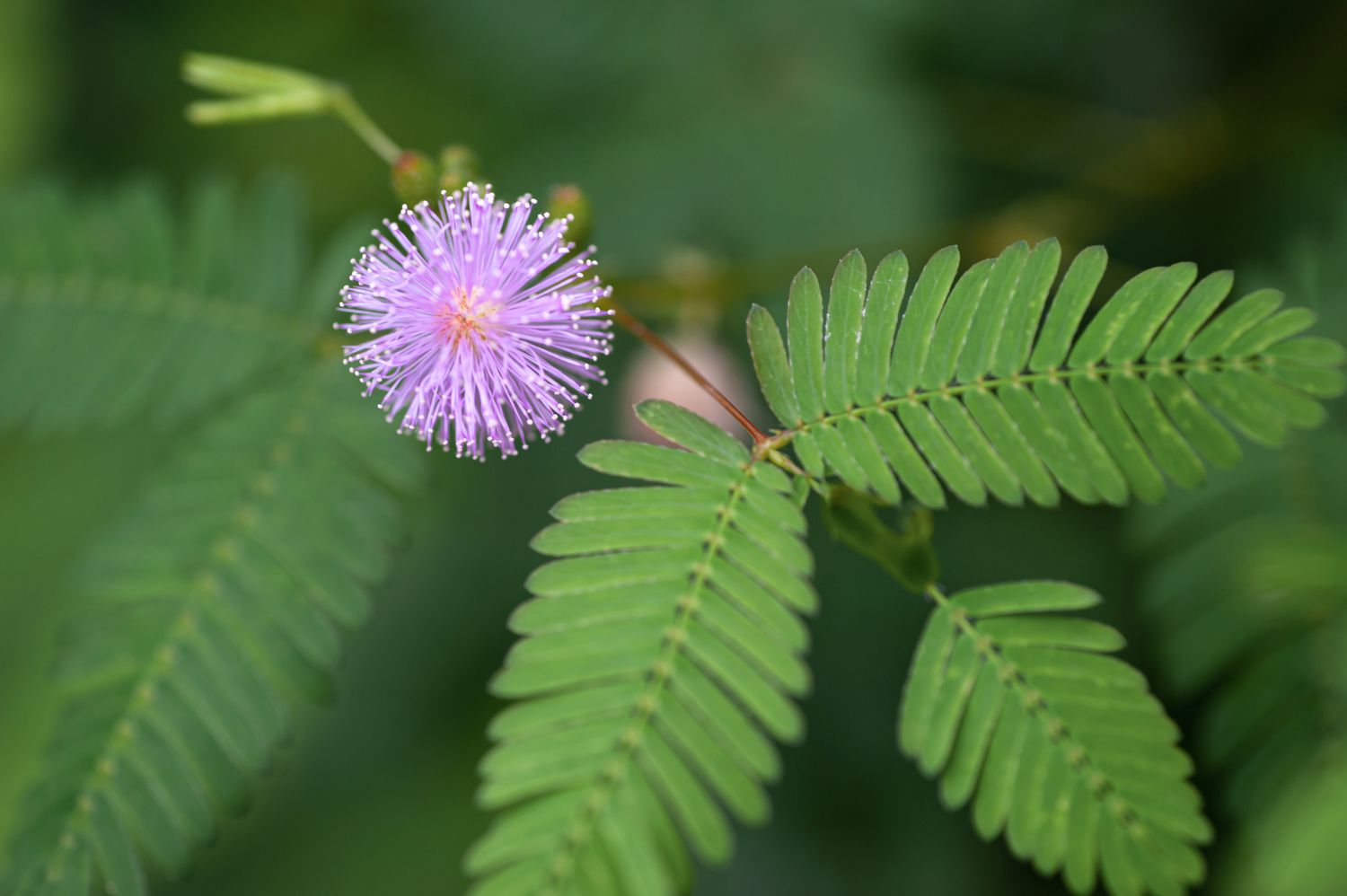 Bashfulgrass Mimosa pudica herb seeds for sensory garden and indoor pot planting