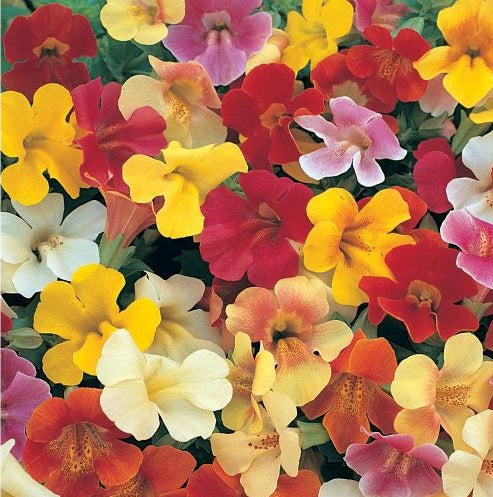 Mimulus F1 Imported heirloom non-gmo organic garden seeds