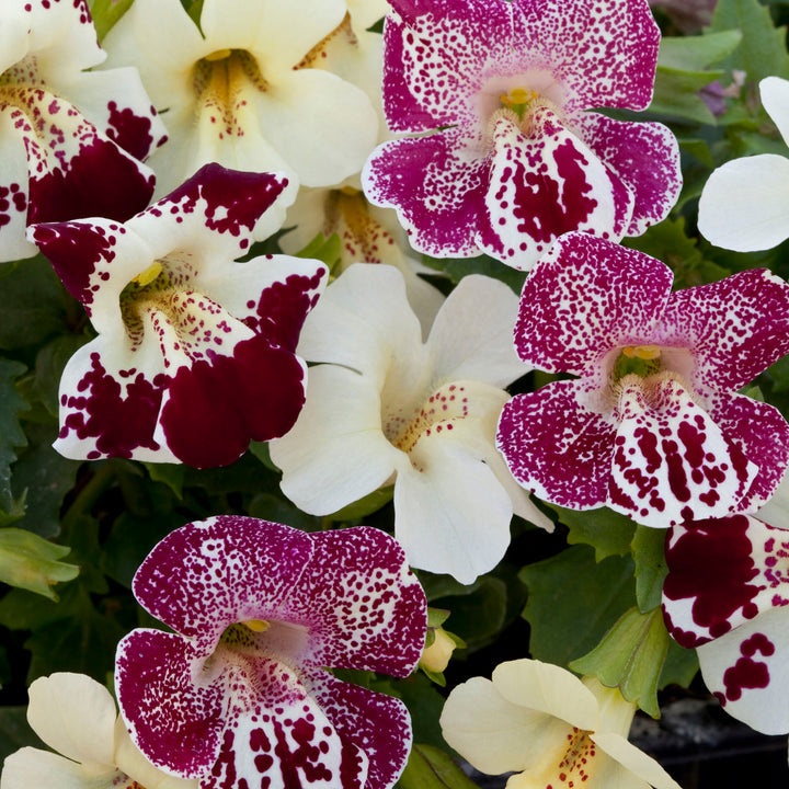 White Mimulus Hybridus Flower Seeds for Planting 100