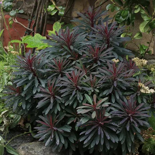 Euphorbia Amygdaloides Plant Seeds for Planting, NON GMO Seeds Dhara Seeds