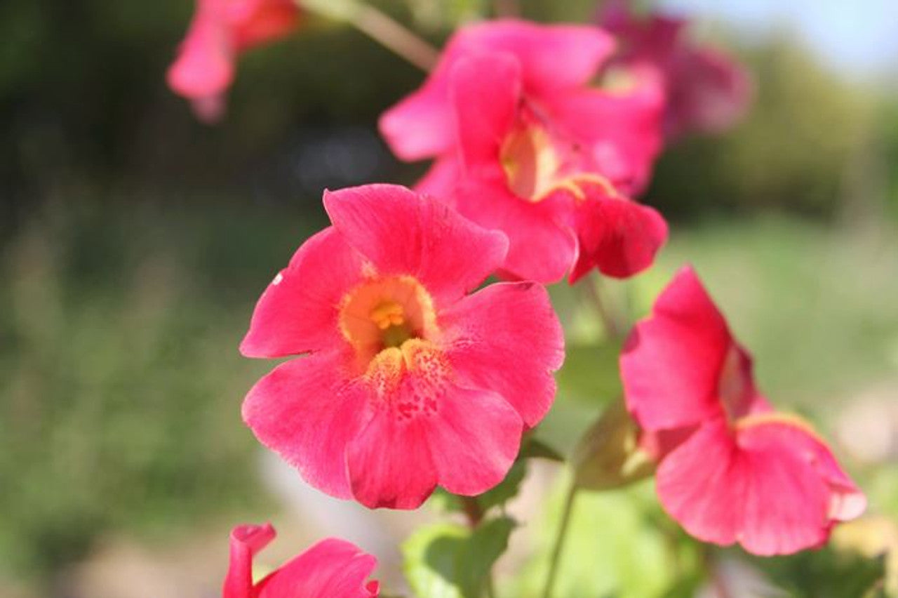 Mimulus cupreus Red Emperor Seeds