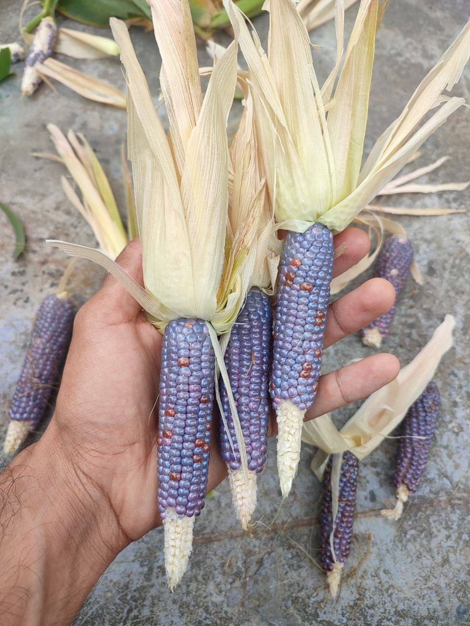 CORN SEEDS, MINI BLUE POPCORN