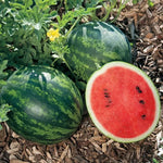 Mini Love hybrid watermelon seeds non GMO high germination
