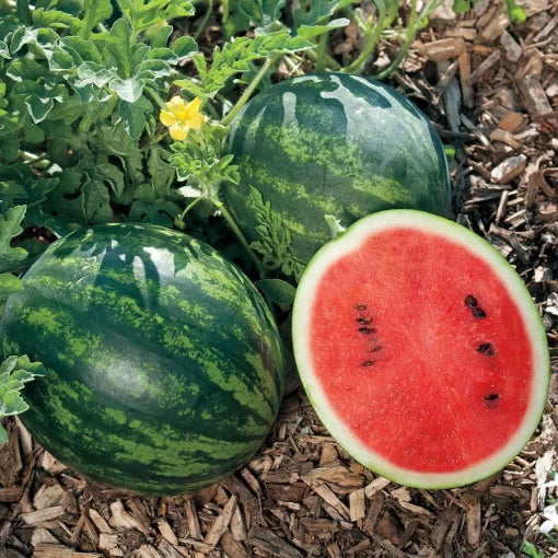 Mini Love hybrid watermelon seeds non GMO high germination