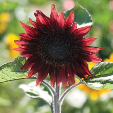 Mini Rainbow Sunflower Seeds – Compact Sunflowers in Multicolored Hues - Dharaseeds