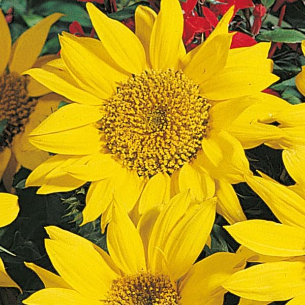 Mini Rainbow Sunflower Seeds – Compact Sunflowers in Multicolored Hues - Dharaseeds