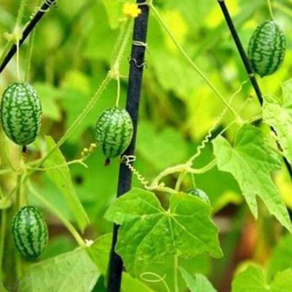 Mini Watermelon seeds Citrullus lanatus for home garden planting