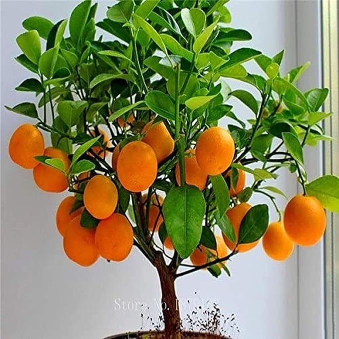 Miniature Bonsai Tree Seeds – Organic Sweet Fruit and Vegetable Blend - Dharaseeds