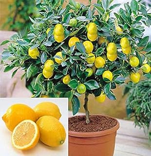 Miniature Bonsai Tree Seeds – Organic Sweet Fruit and Vegetable Blend - Dharaseeds