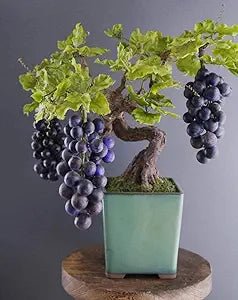 Miniature Bonsai Tree Seeds – Organic Sweet Fruit and Vegetable Blend - Dharaseeds