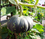 Miniature pumpkin Cucurbita pepo seeds for planting in kitchen garden or home vegetable beds - Dharaseeds