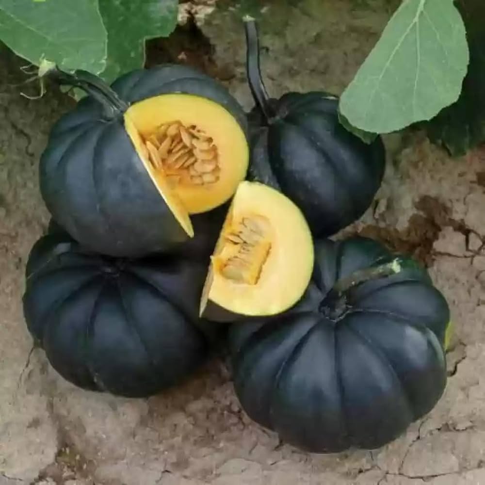 Miniature pumpkin Cucurbita pepo seeds for planting in kitchen garden or home vegetable beds - Dharaseeds
