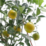 Miniature tree seeds for home gardening and decoration