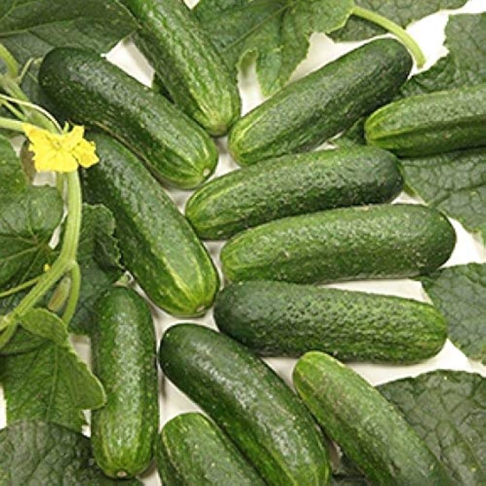 Miniature White cucumber seeds heirloom variety for crisp compact harvest - Dharaseeds