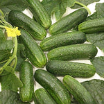 Miniature White cucumber seeds heirloom variety for crisp compact harvest - Dharaseeds