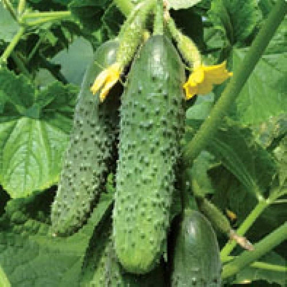 Miniature White cucumber seeds heirloom variety for crisp compact harvest - Dharaseeds