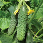 Miniature White cucumber seeds heirloom variety for crisp compact harvest - Dharaseeds