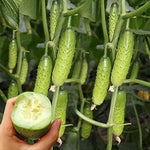 Miniature White cucumber seeds heirloom variety for crisp compact harvest - Dharaseeds