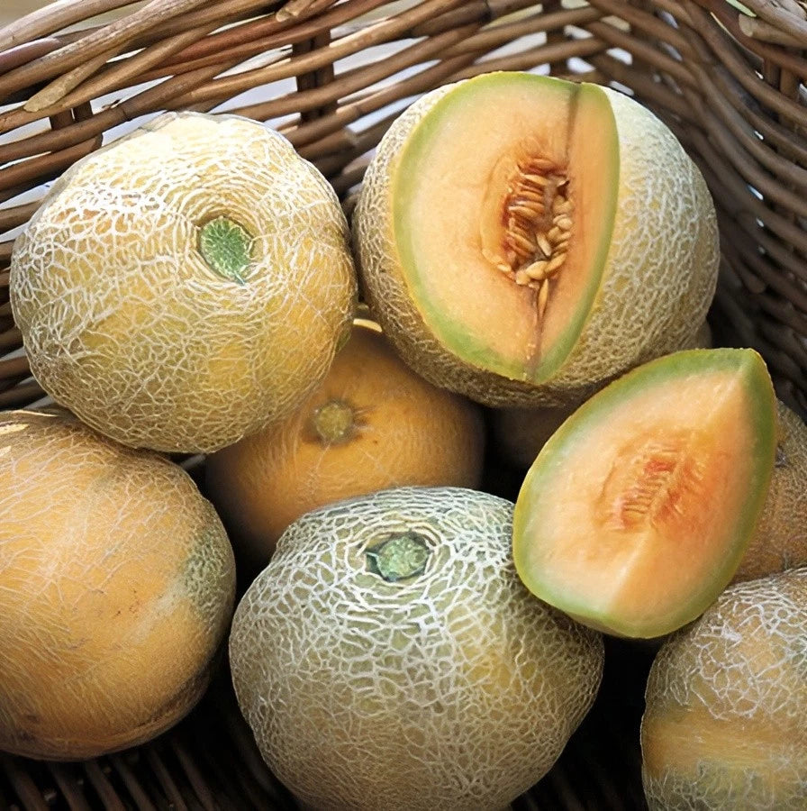 Minnesota Midget Melon seeds compact early maturing melon variety