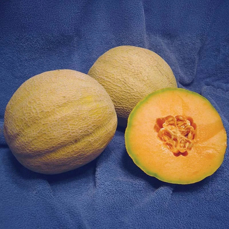 Minnesota Midget Melon seeds ideal for small garden melon growing