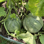 Minnesota Midget Melon seeds warm season planting compact vines
