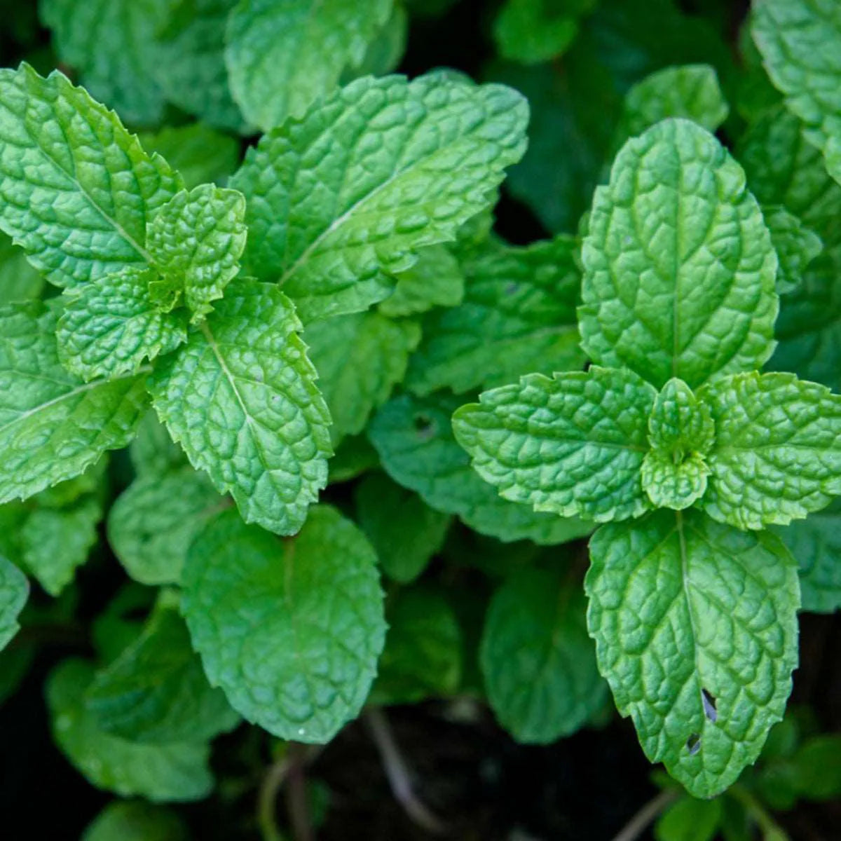 Japanese Mint Seeds for Planting heirloom & Non-GMO Seeds