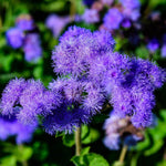 Aromatic Mint Ageratum seeds for planting and growing