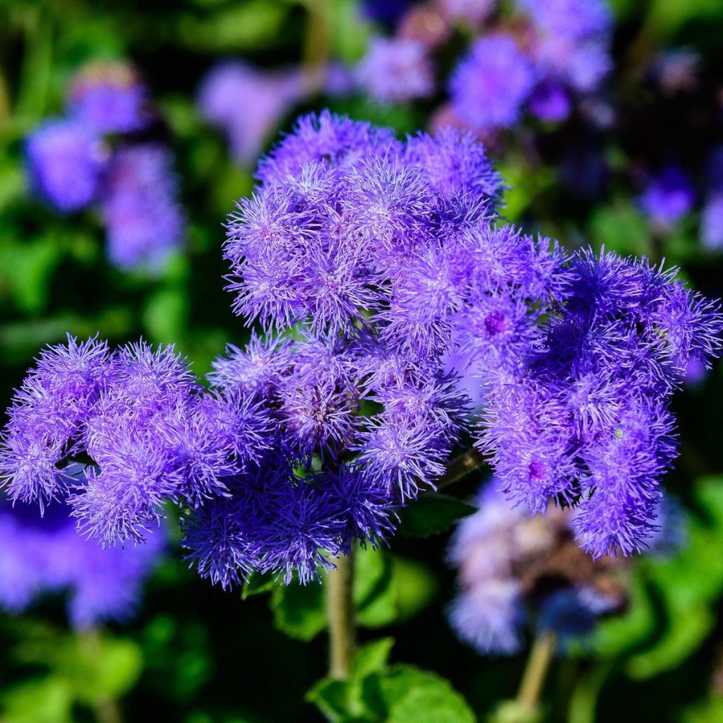 Aromatic Mint Ageratum seeds for planting and growing