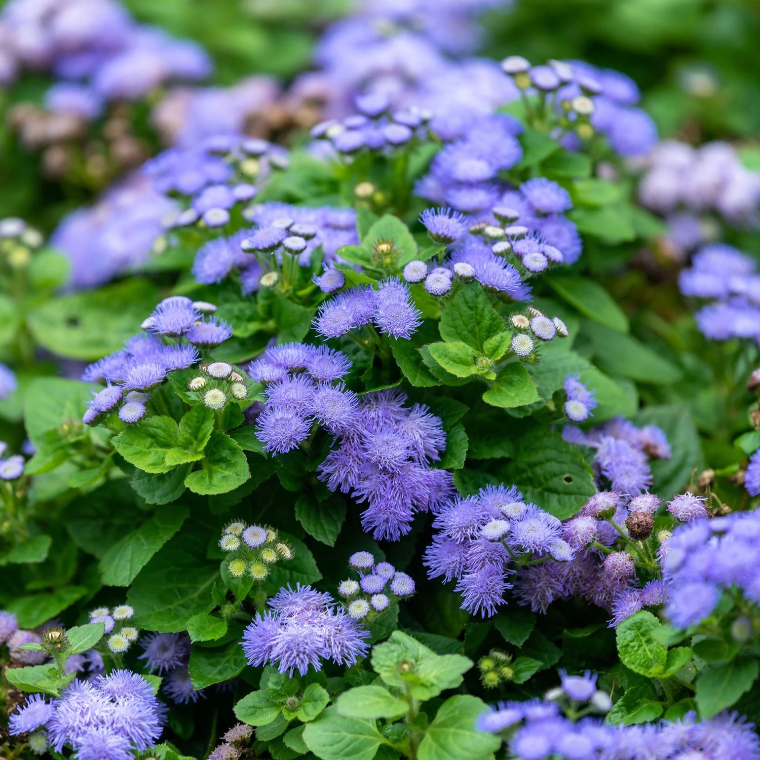 Mint Ageratum seeds non GMO for planting in herb gardens