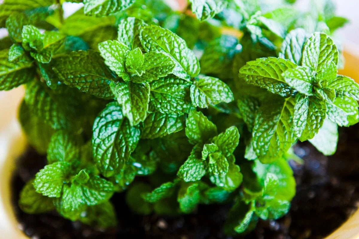 Green Mint Plant Seeds - Fragrant Herb Seeds for Gardens-Heirloom & Non-GMO Seeds for planting – Fresh Herb for Your Garden