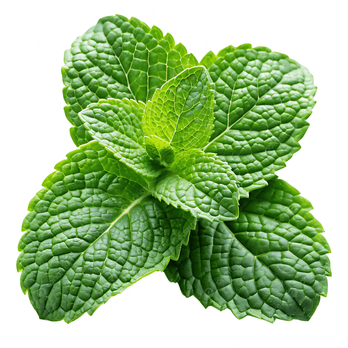 Mint in Container Garden – Aromatic Perennial Herb