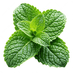 Mint in Container Garden – Aromatic Perennial Herb