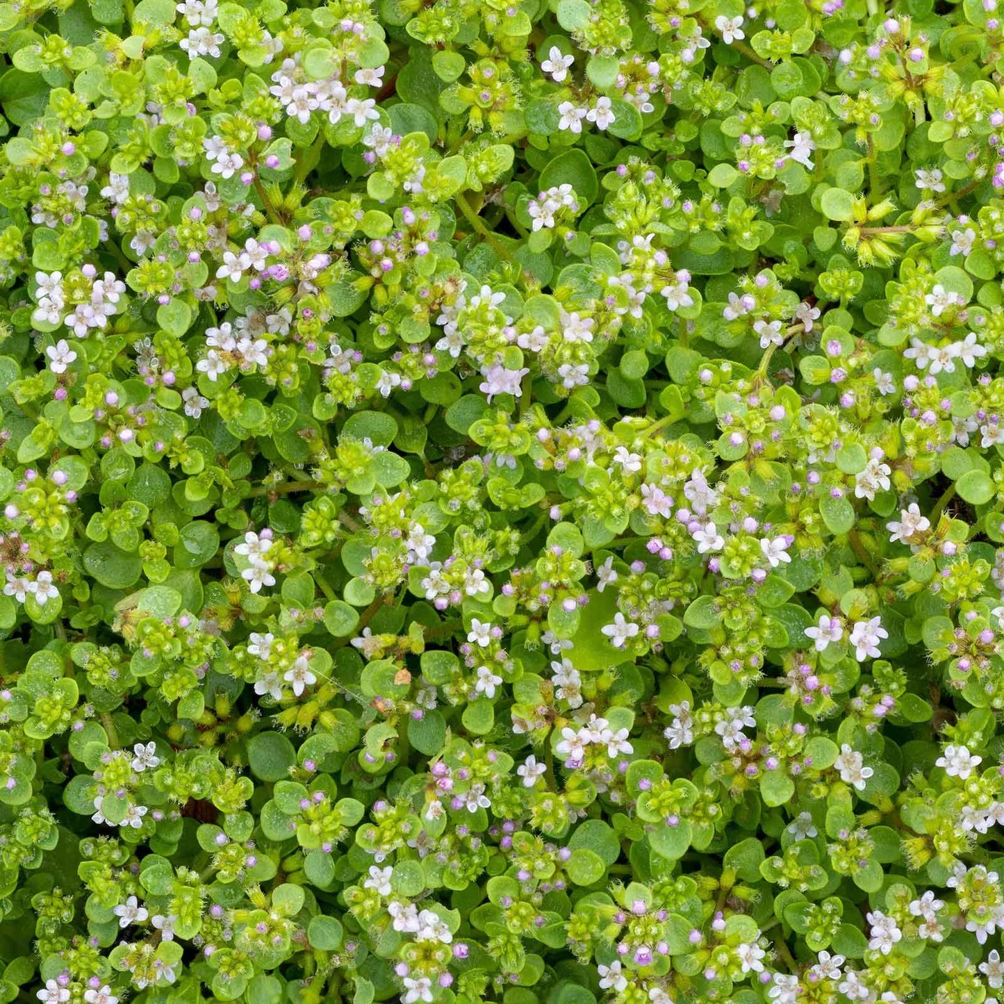 Mint Seeds - Corsican Mini Mint