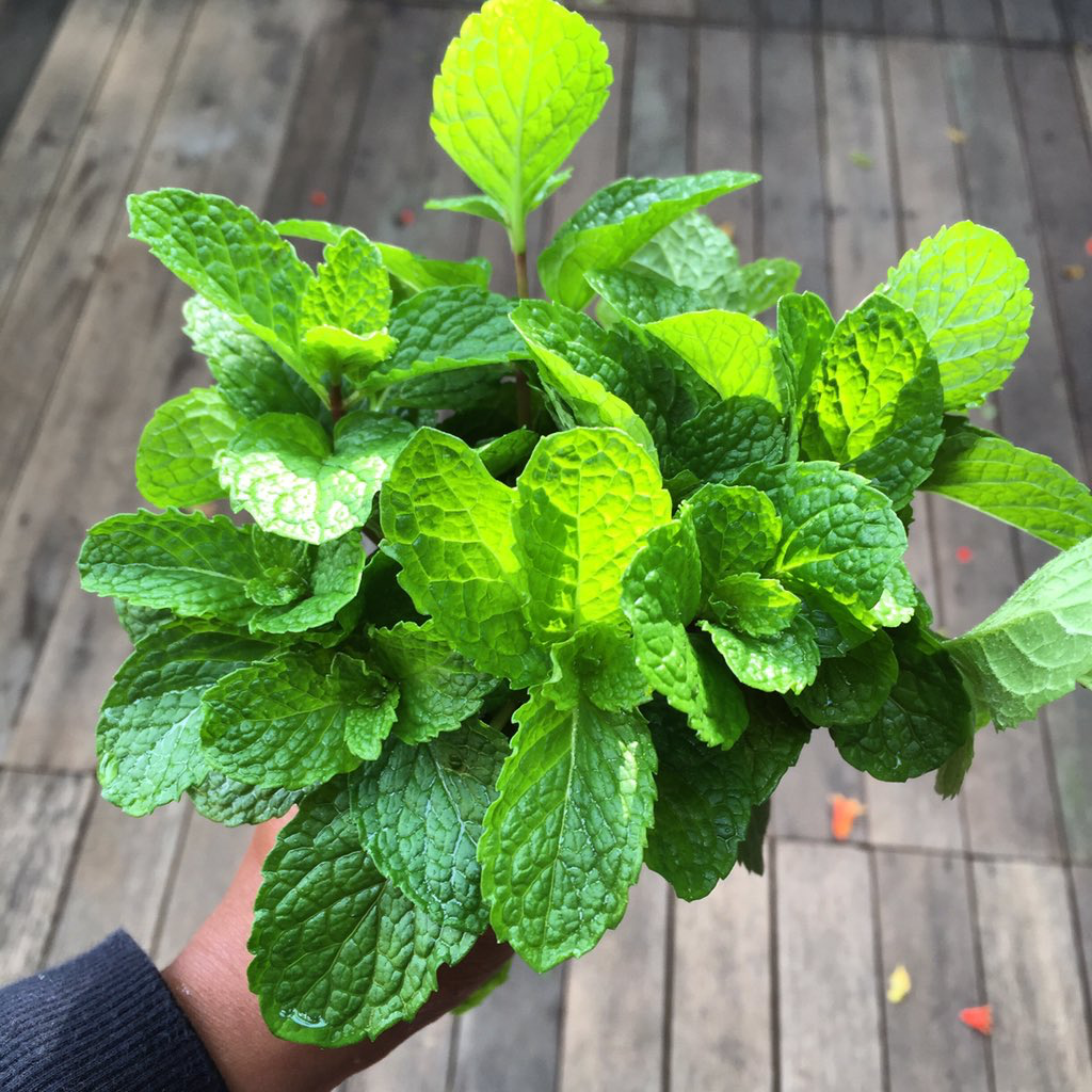 Mint Growing in Garden Bed – Heirloom Non-GMO Variety
