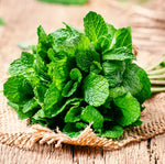 Fresh aromatic mint herb seeds for planting high quality garden seeds