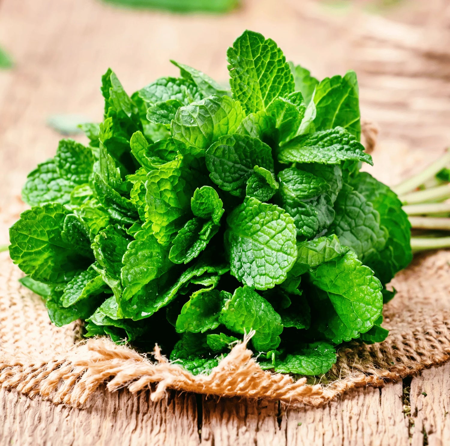 Fresh aromatic mint herb seeds for planting high quality garden seeds