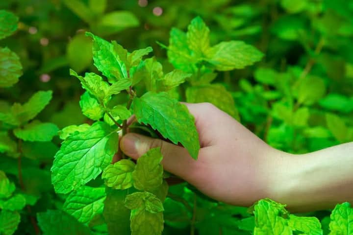 Fresh Mint Leaves – Aromatic Mentha Herb Plant