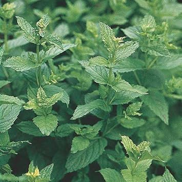 Mint Mentha Vegetable Seeds for Planting - 100 Pcs pcs - Dharaseeds