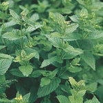 Mint Mentha Vegetable Seeds for Planting - 100 Pcs pcs - Dharaseeds