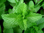 Mint Seedlings Growing – Easy Herb for Beginners