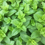 Premium mint seeds pale green heirloom non GMO herb seeds for planting