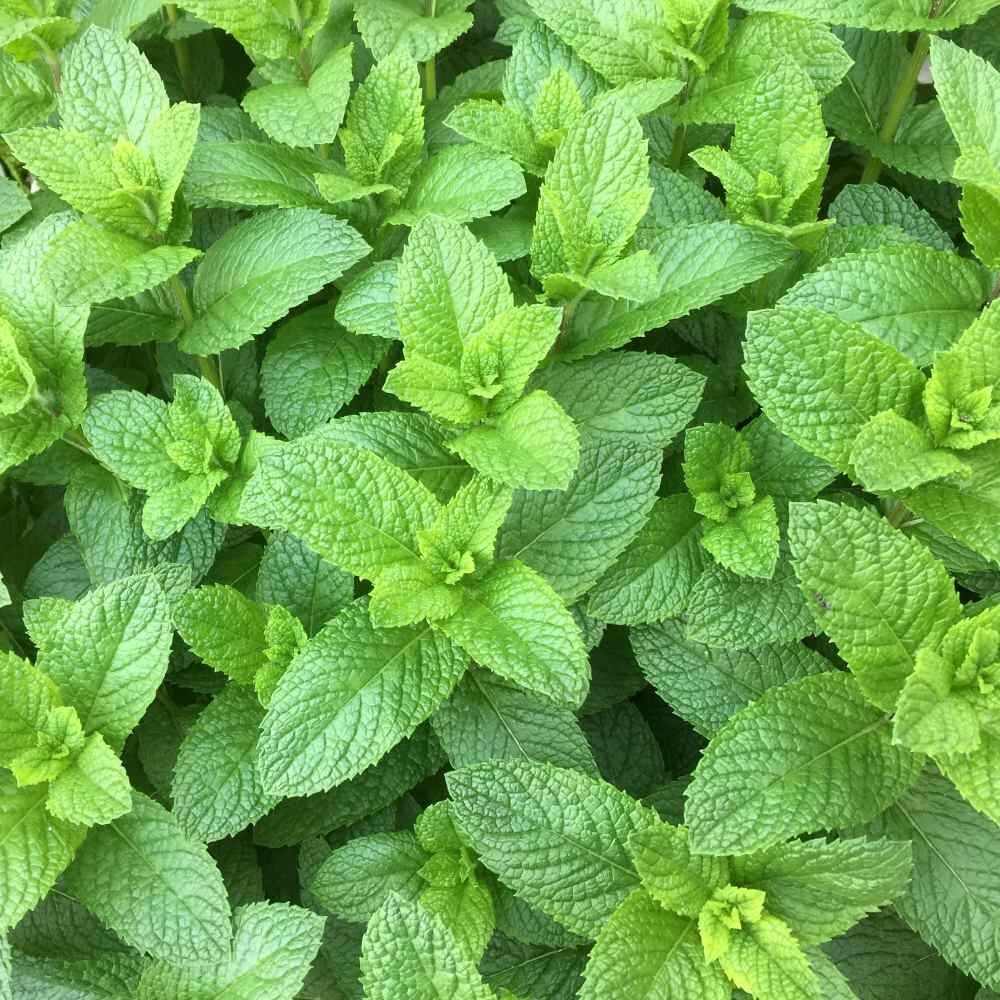 Premium mint seeds pale green heirloom non GMO herb seeds for planting
