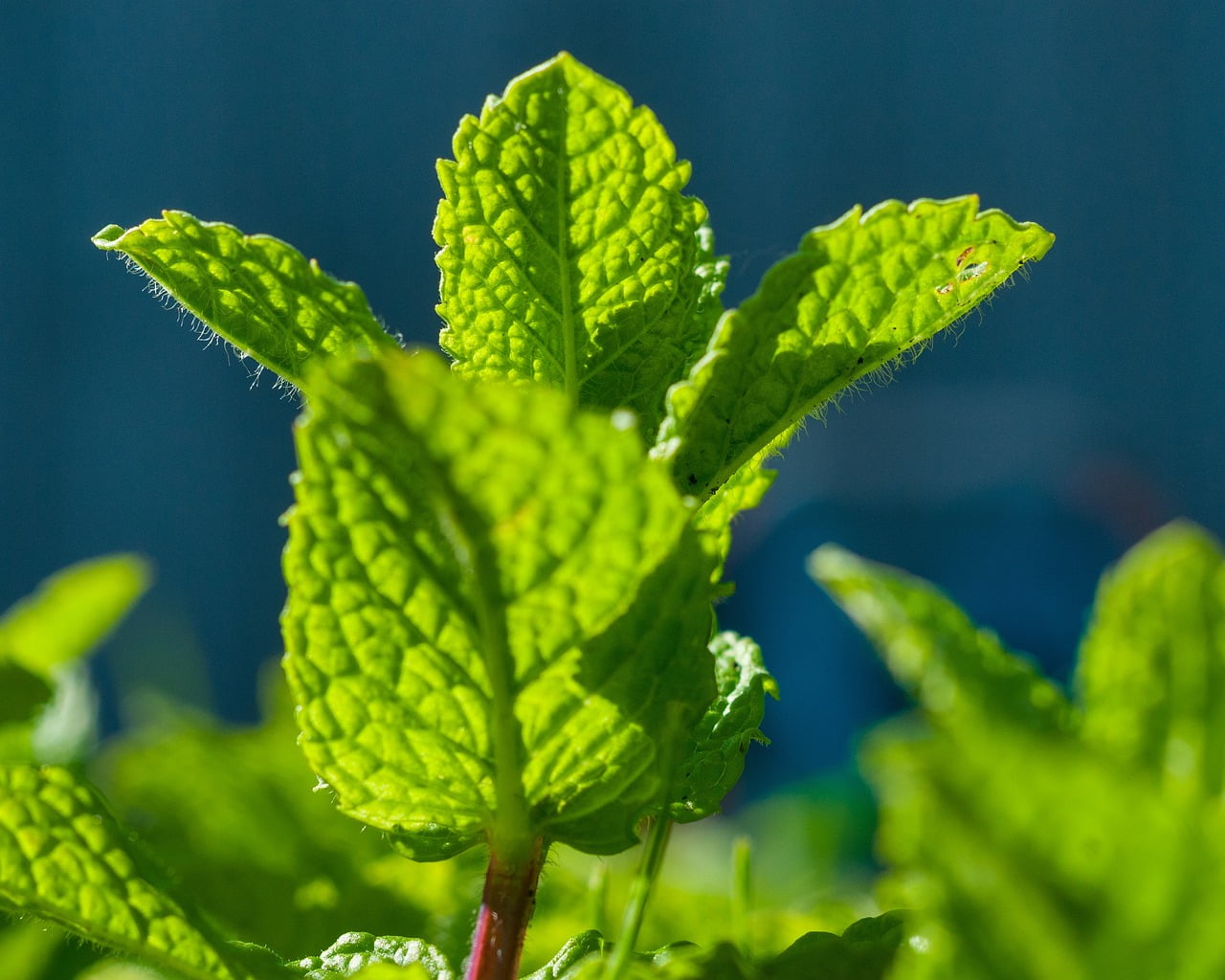 Orange Mint Seeds – Sweet & Refreshing Flavor-Heirloom & Non-GMO Seeds for planting – Fresh Herb for Your Garden