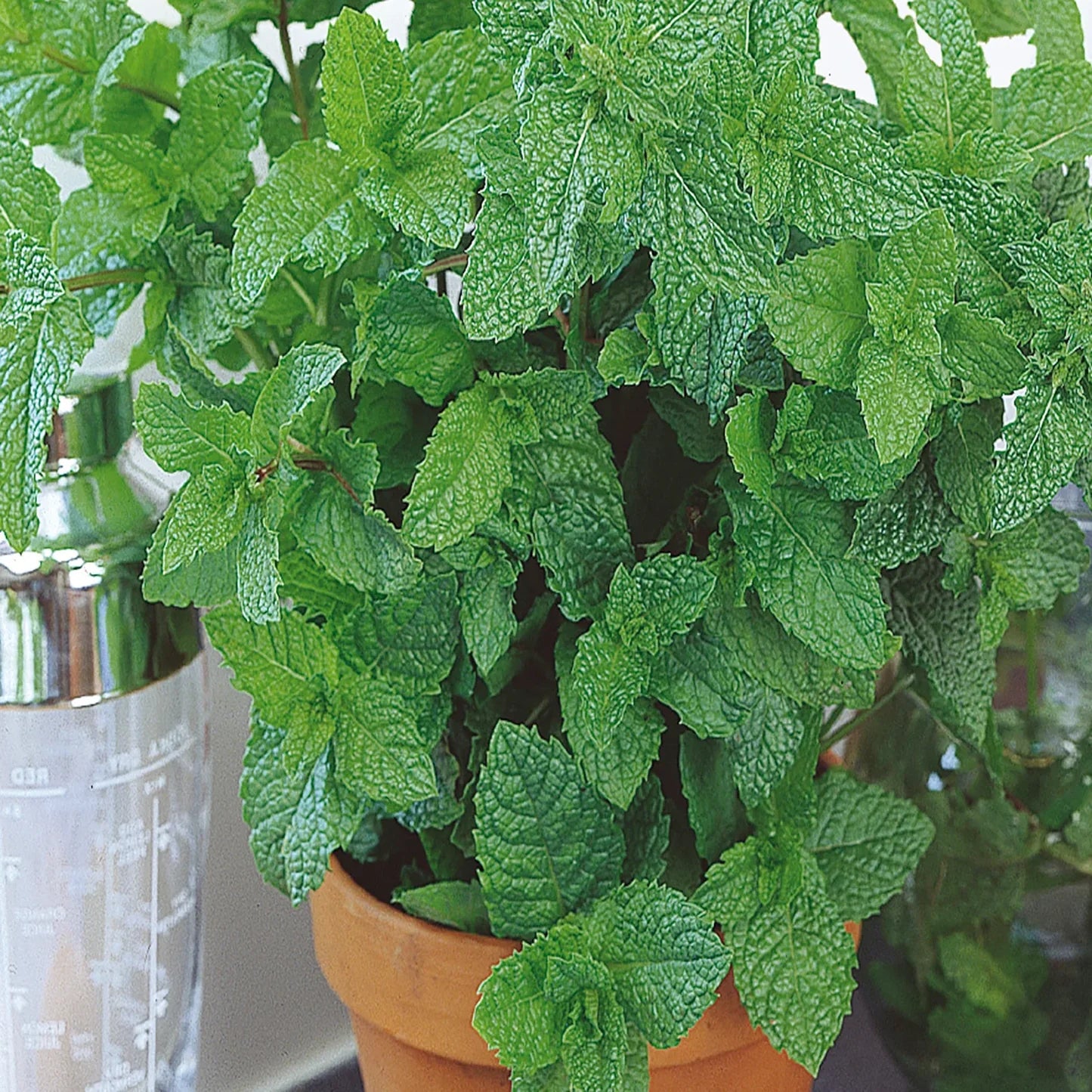 Japanese Mint Seeds for Planting heirloom & Non-GMO Seeds